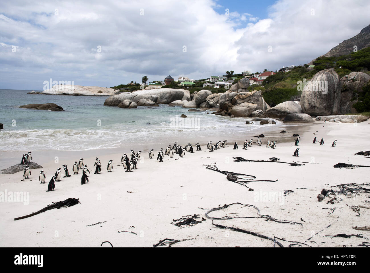 A colony of African penguins on Boulders Beach, South Africa Stock Photo