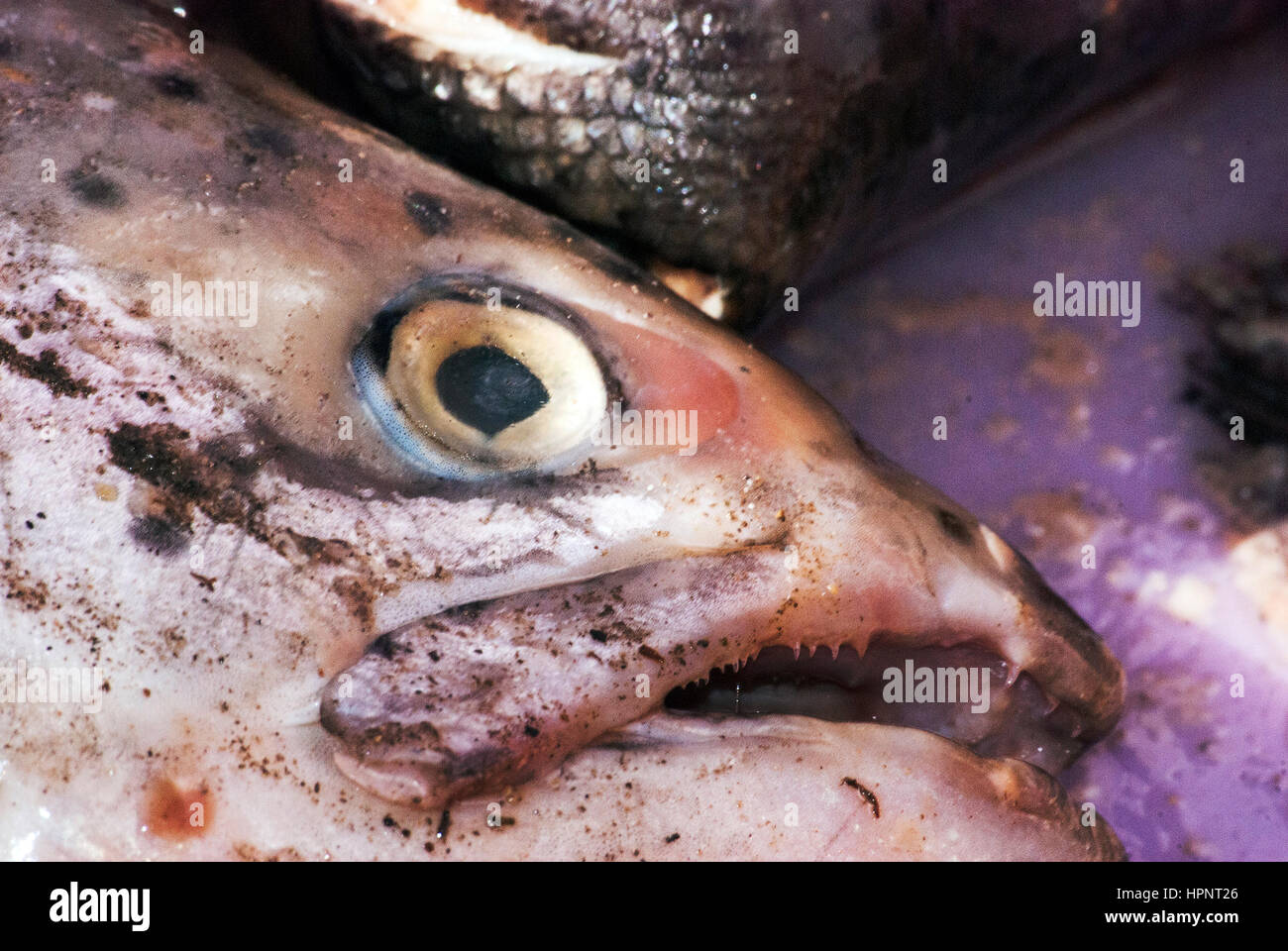Close up of a fish head being used for bait, South Africa Stock Photo
