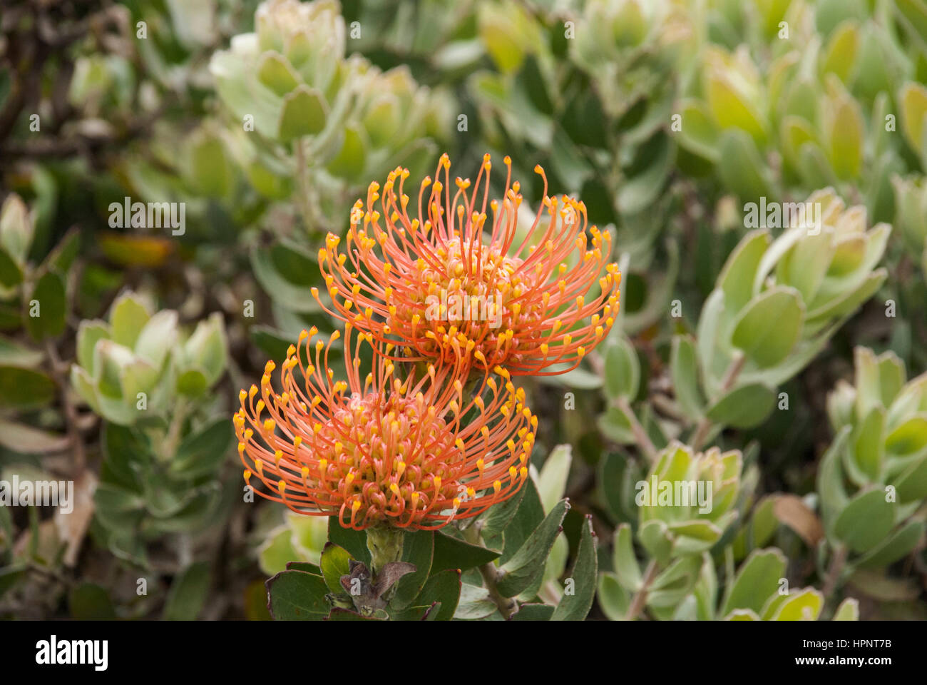 A Nodding Pincushion (Leucospermum cordifolium(, South Africa Stock Photo