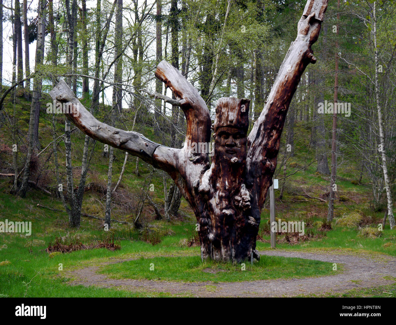 A Wooden Tree Sculpture called Archetype part of the Frank Bruce Sculpture Trail, Inshriach Forest, Feshiebridge,Cairngorms National Park, Scotland. Stock Photo