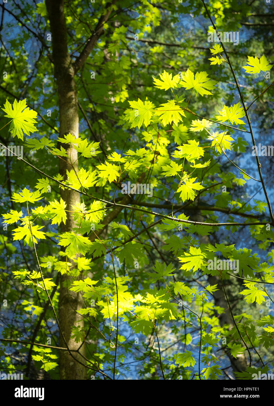 Maple leaves, backlit, British Columbia, Canada Stock Photo