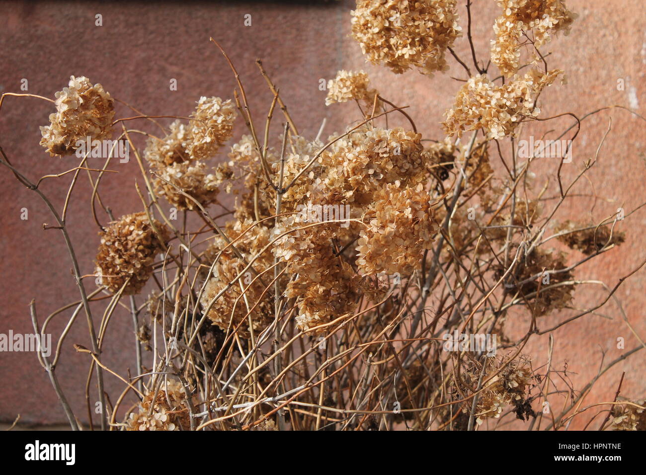 dry fade flowers of garden hy Stock Photo Alamy