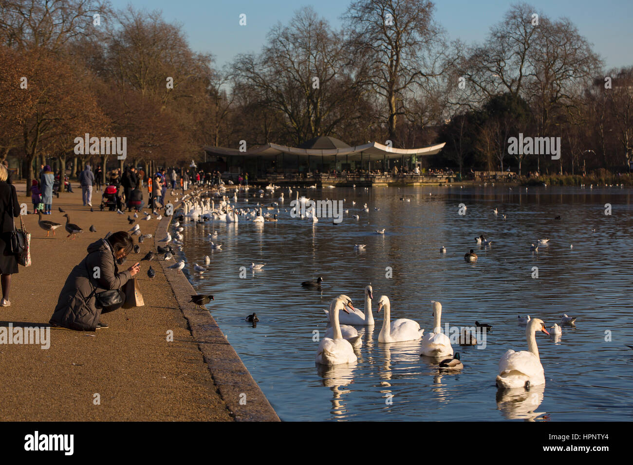 Park in London. A cafe in a park in London is a place where the wild birds gather looking to be feed by the passers by. The barren trees talk of winte Stock Photo