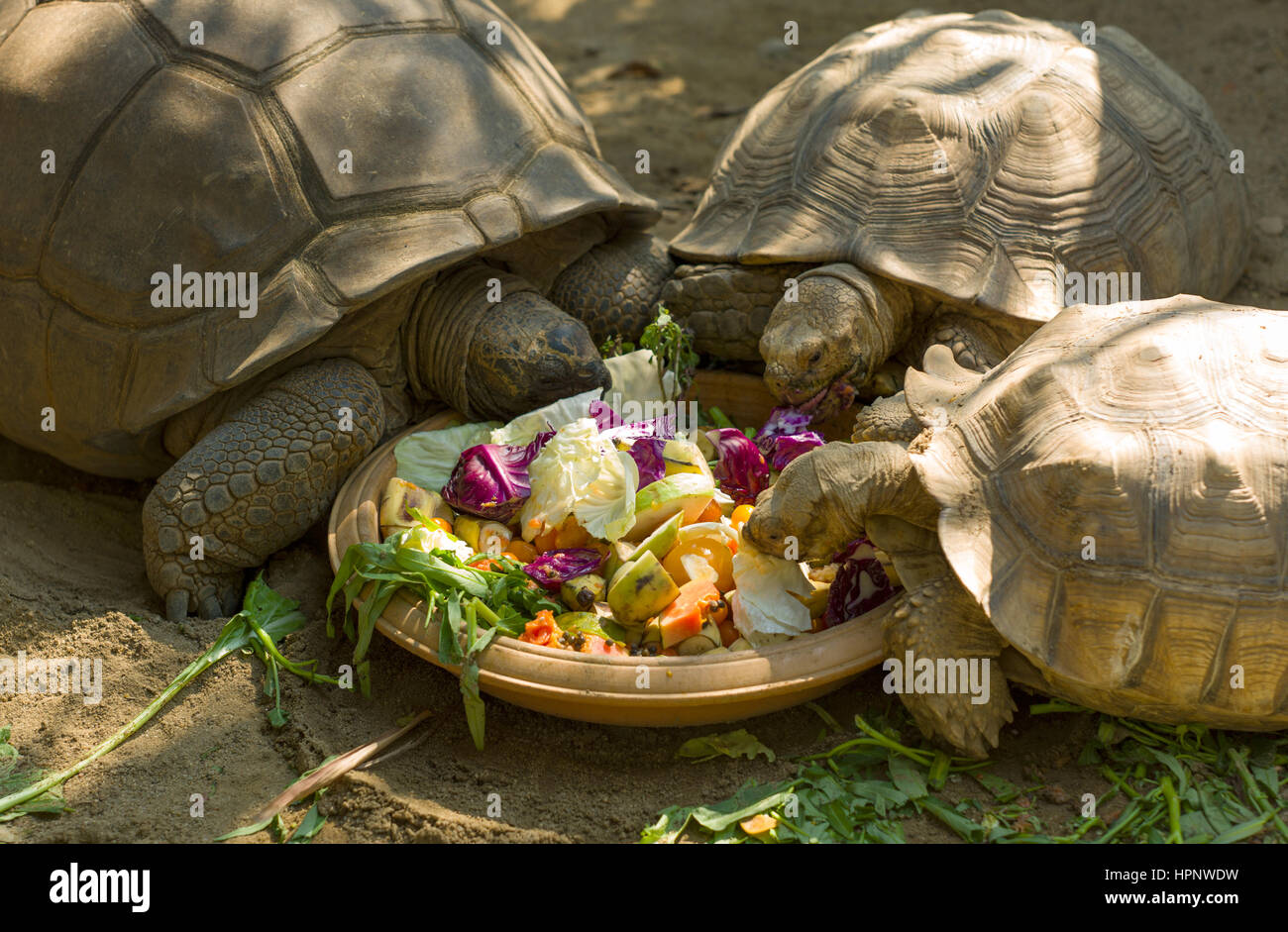 Tortoises eating raw vegetable and fruit in zoo, Bangkok, Thailand