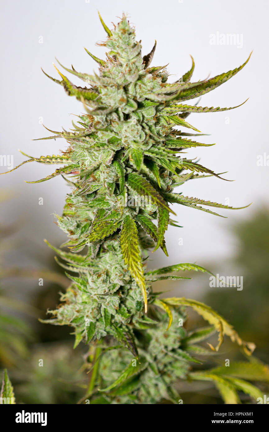 Mature marijuana crop heavy with buds almost ready for harvest grown at commercial medical marijuana growing facility. Stock Photo