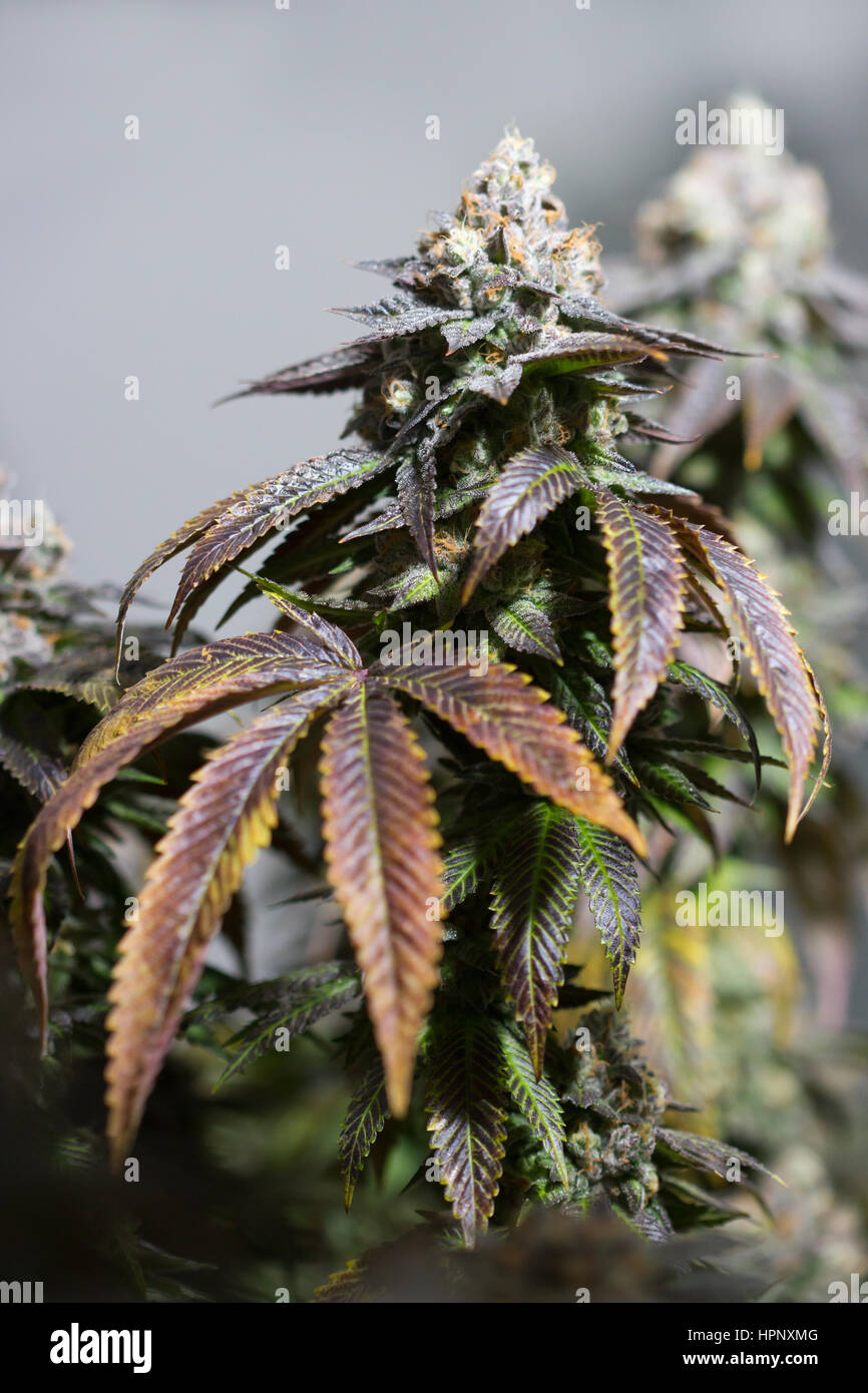 Mature marijuana crop heavy with buds almost ready for harvest grown at