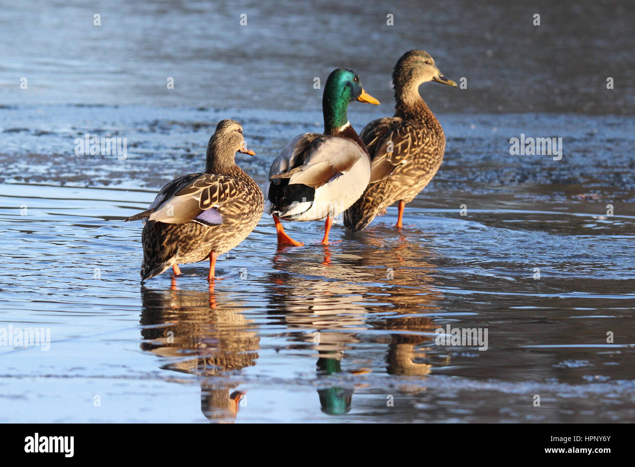 Three mallard ducks walking on a frozen pond Stock Photo