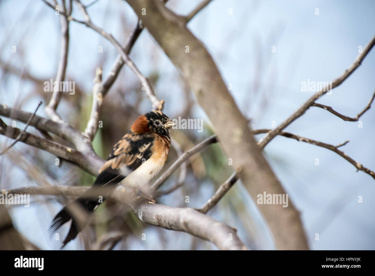 Regionalbirds hi-res stock photography and images - Alamy