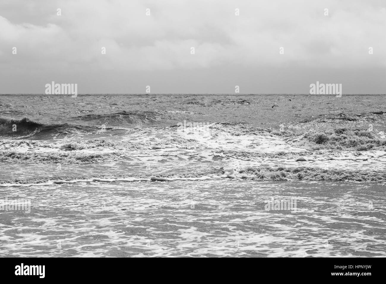 Pelicans flying over the surge of waves looking for food at Jekyll Island. Stock Photo