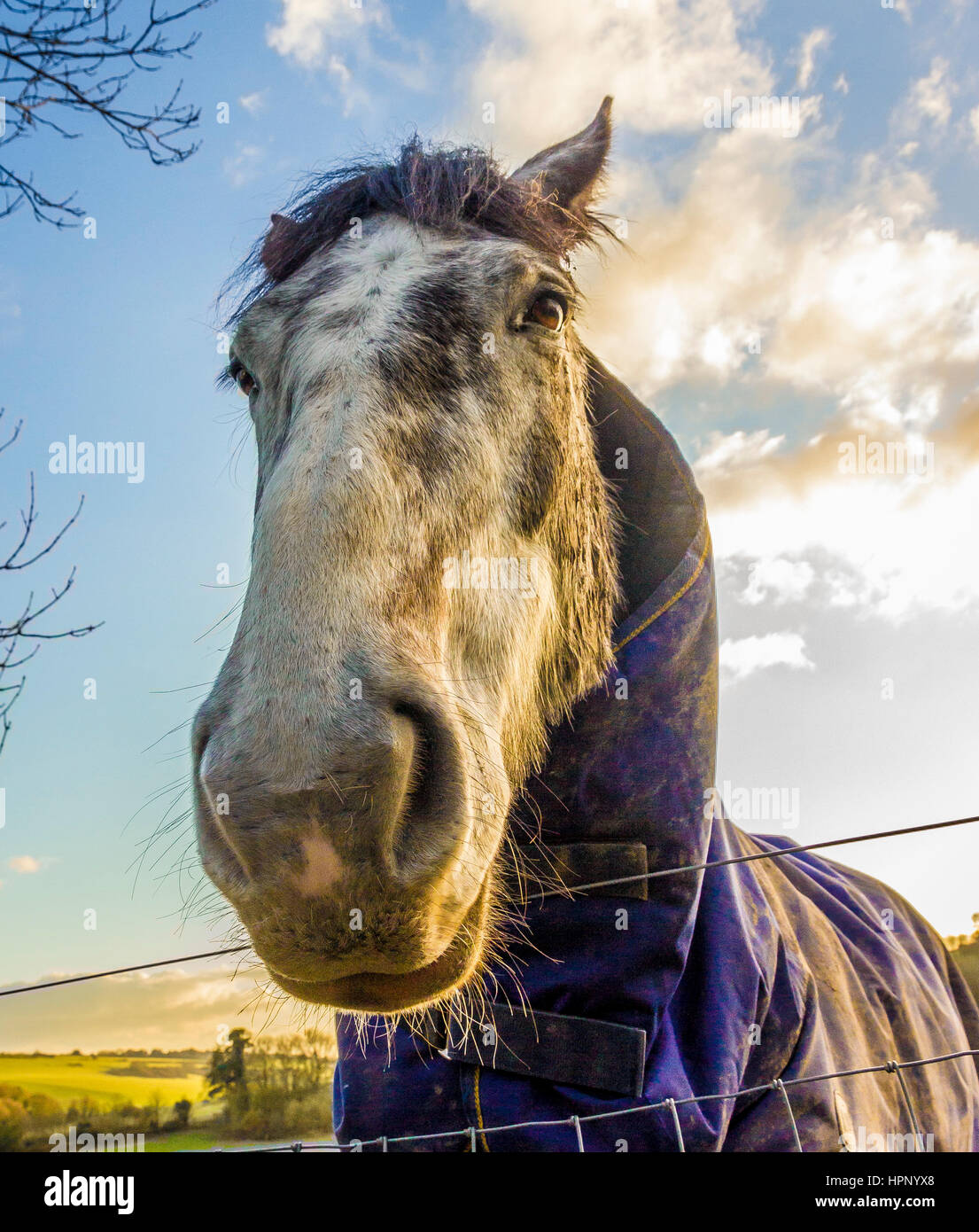 Horses looking down the lens Stock Photo