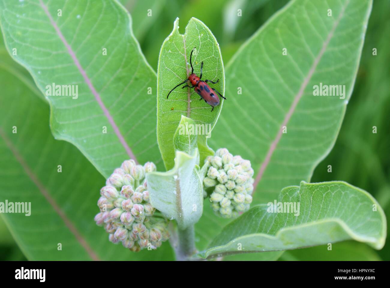 Red Beetle on Milkweed Stock Photo Alamy