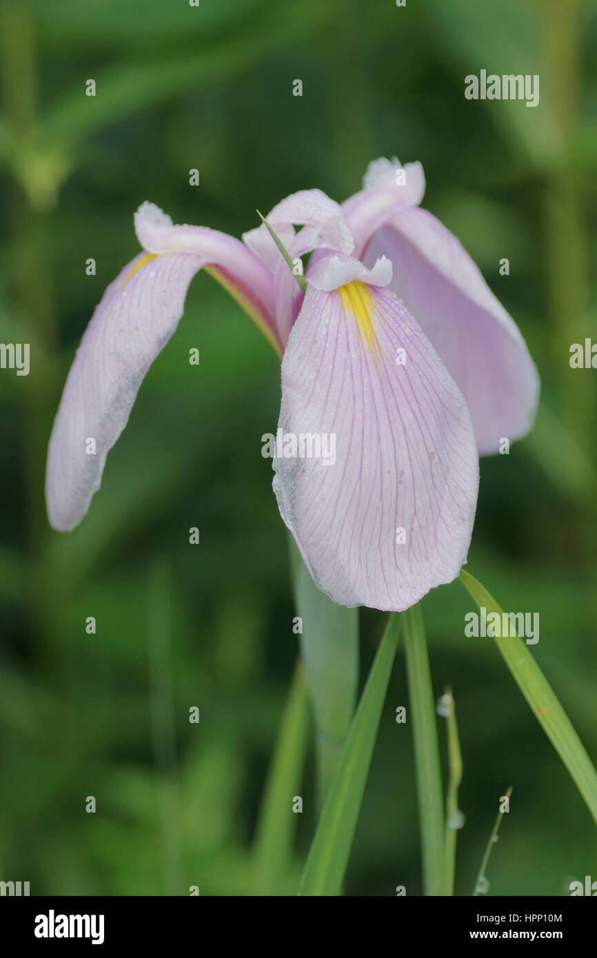 Iris ensata 'Rose Queen' Stock Photo Alamy