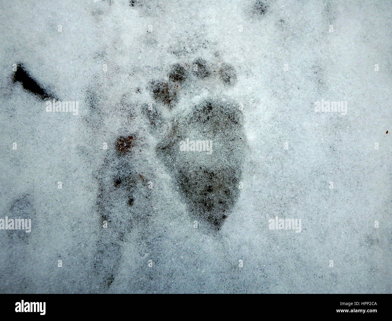 Bear tracks in the snow, (Ursus arctos Stock Photo Alamy