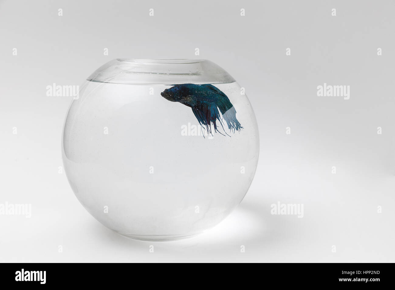 fighter fish in the aquarium, white background Stock Photo