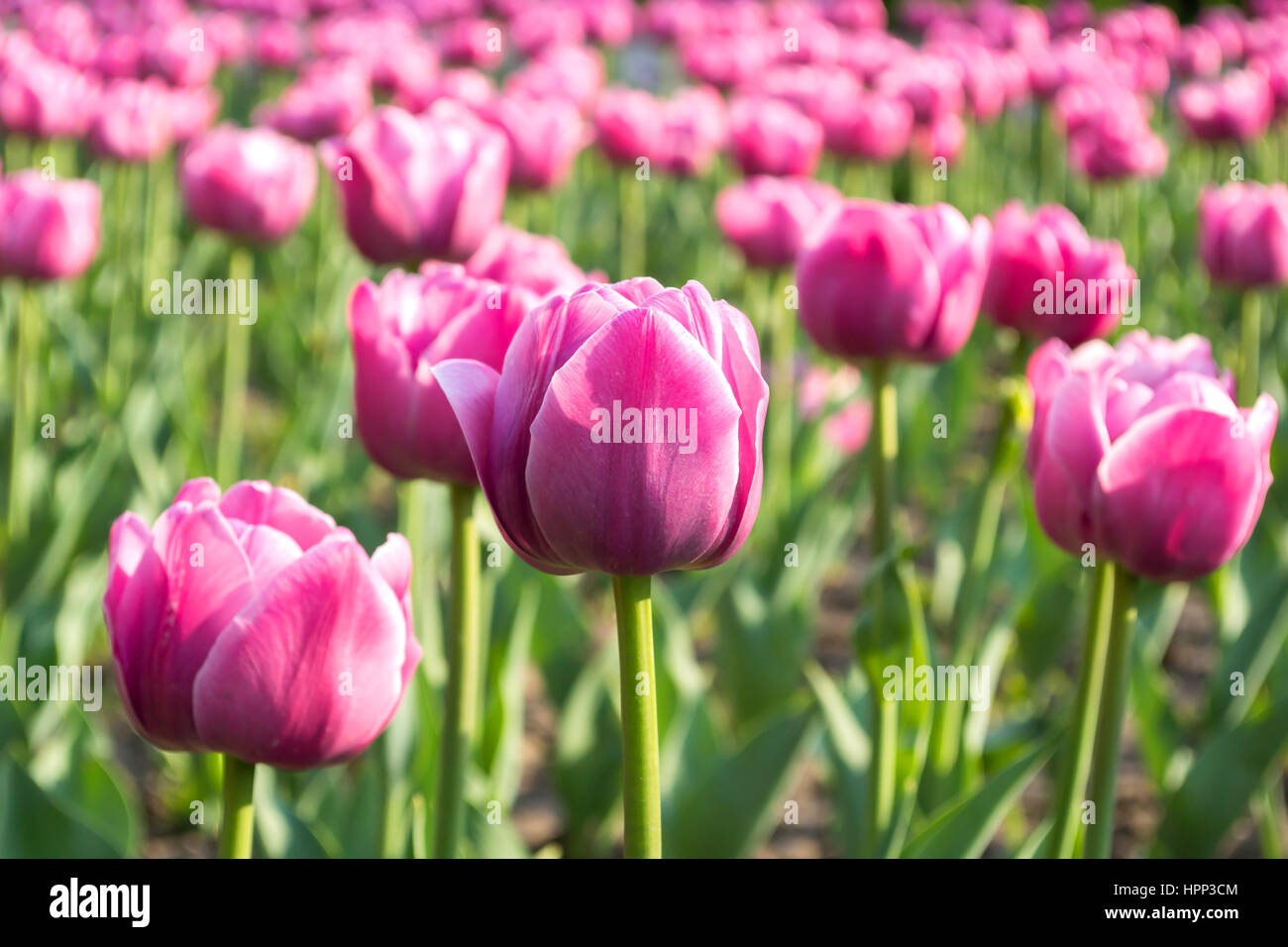 A field of pink tulips. Spring Flower pink Stock Photo - Alamy