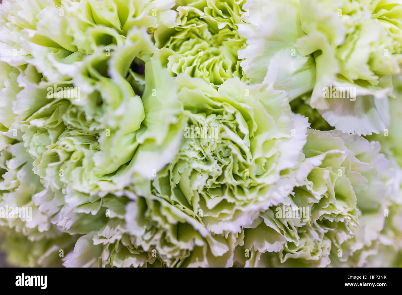 Green carnations hires stock photography and images Alamy