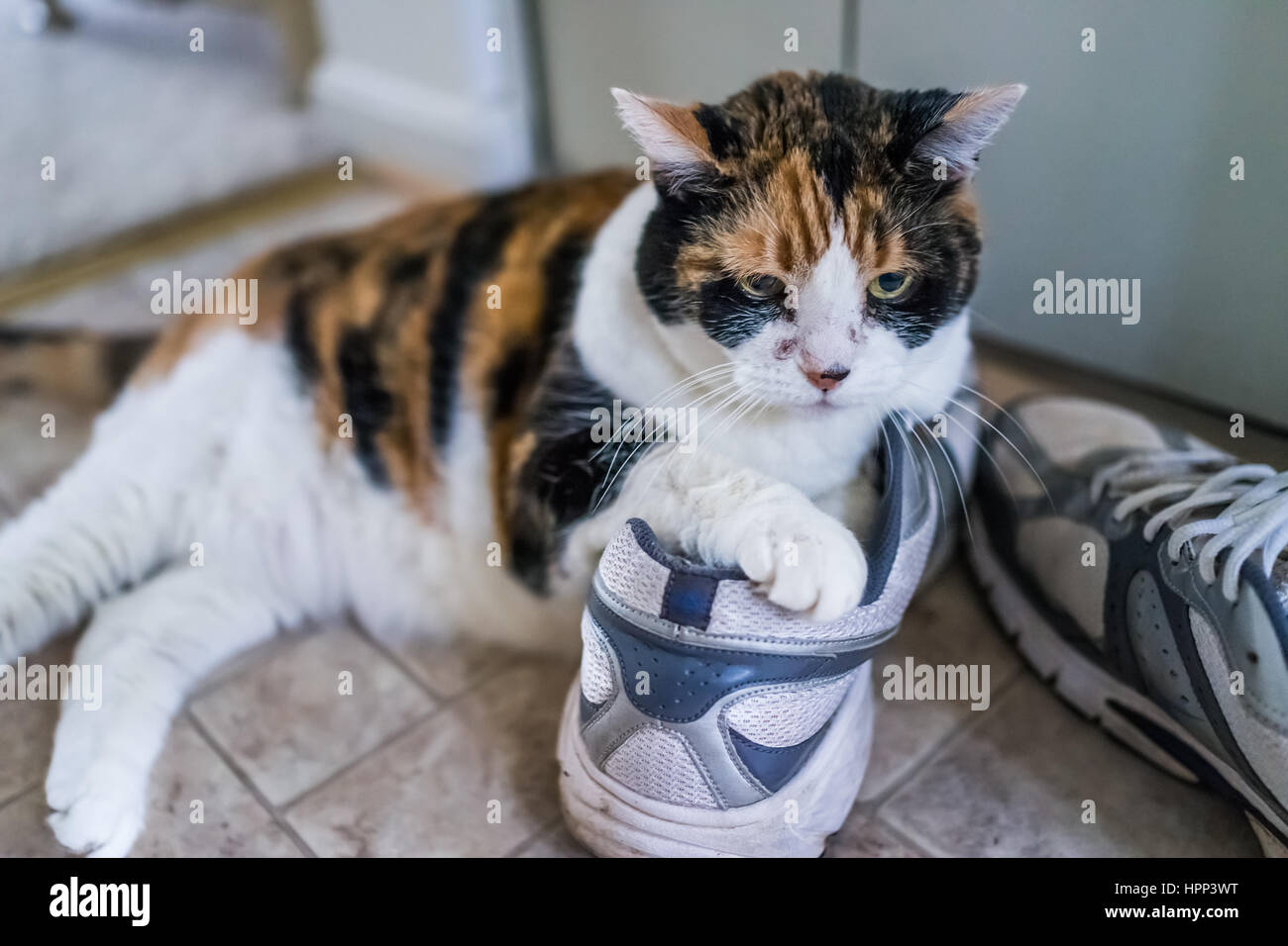 cat in sneakers