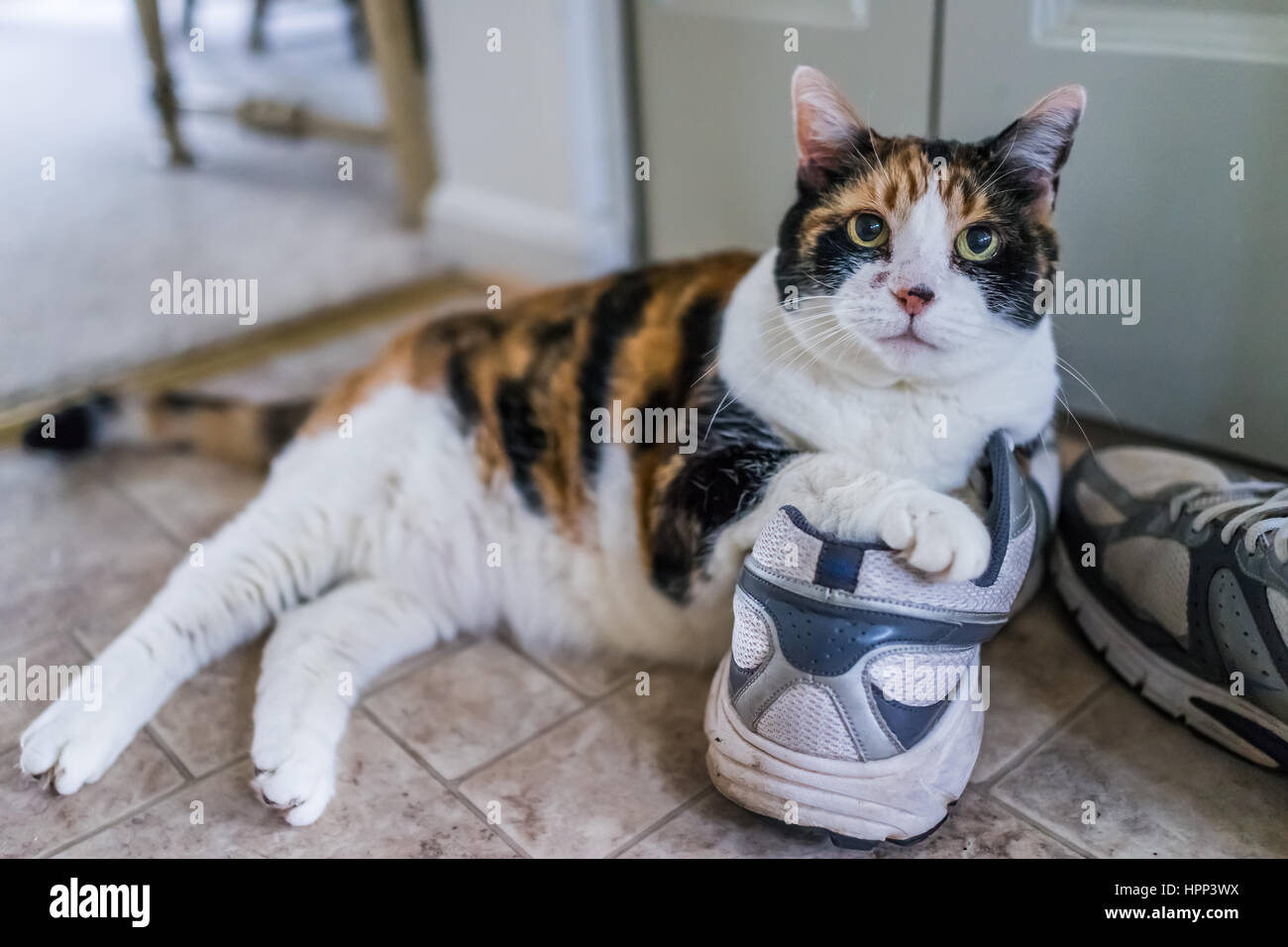 Cat with shoes hi res stock photography and images Alamy