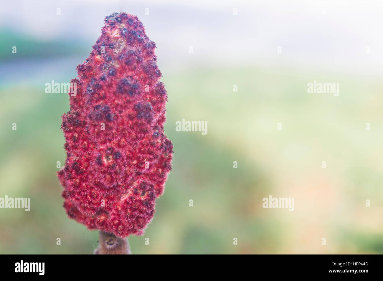 Macro close up of a red magnolia pinecone Stock Photo