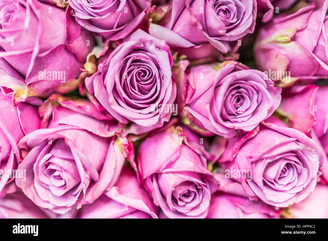 Mauve roses hires stock photography and images Alamy