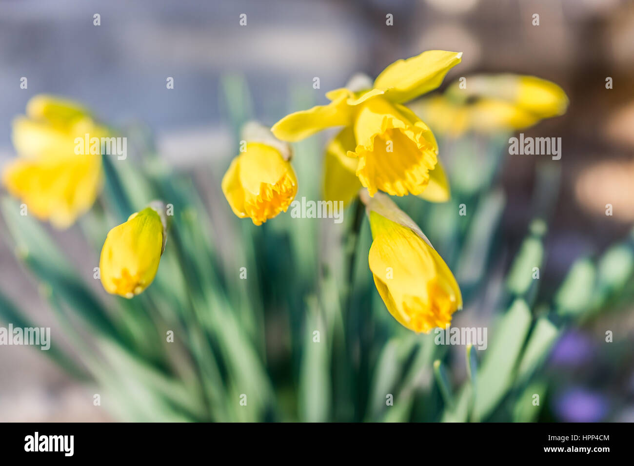 Many yellow daffodils half open and closed with green leaves macro closeup Stock Photo