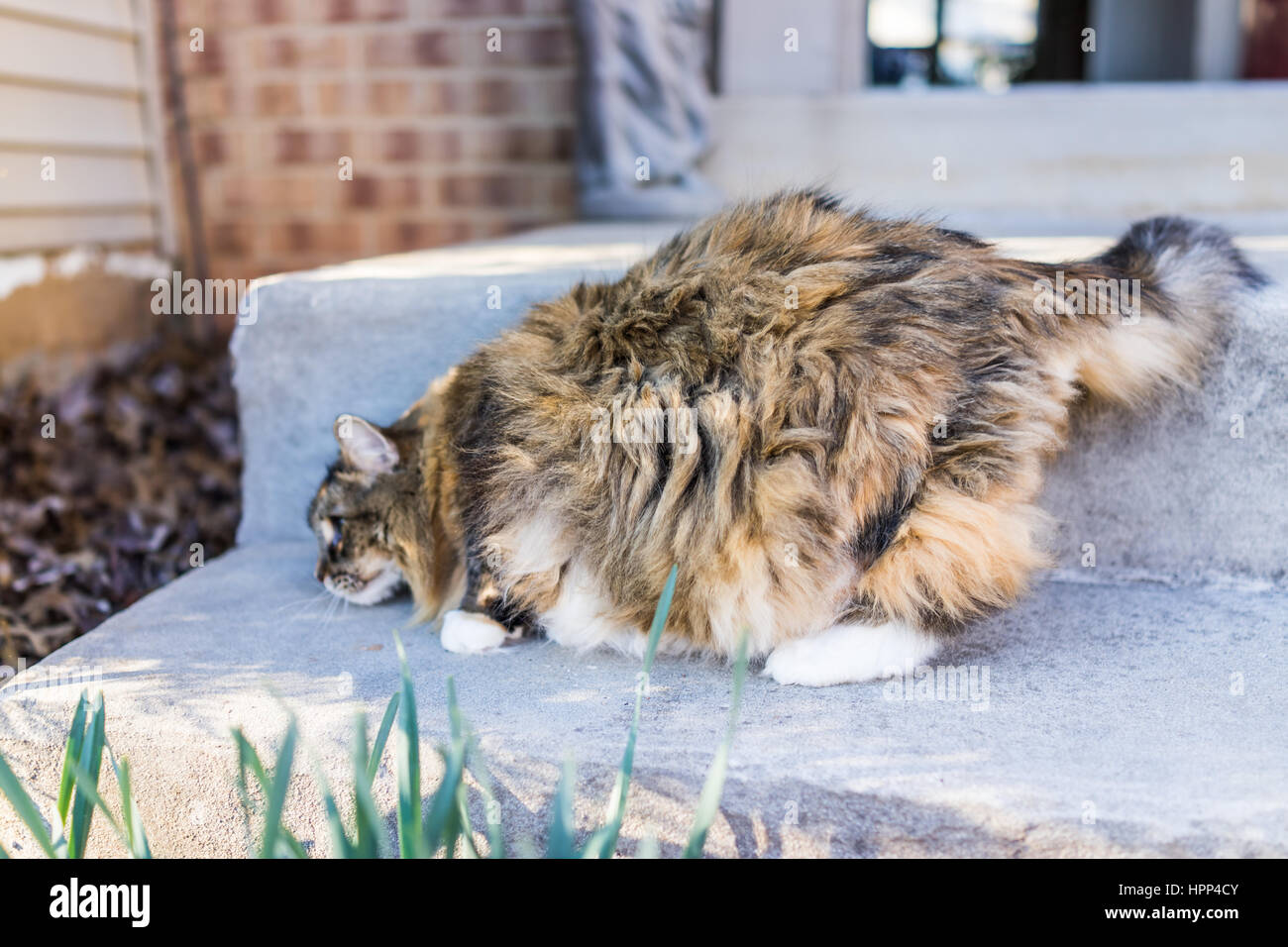 Fluffy, large maine coot cat hunting outside Stock Photo