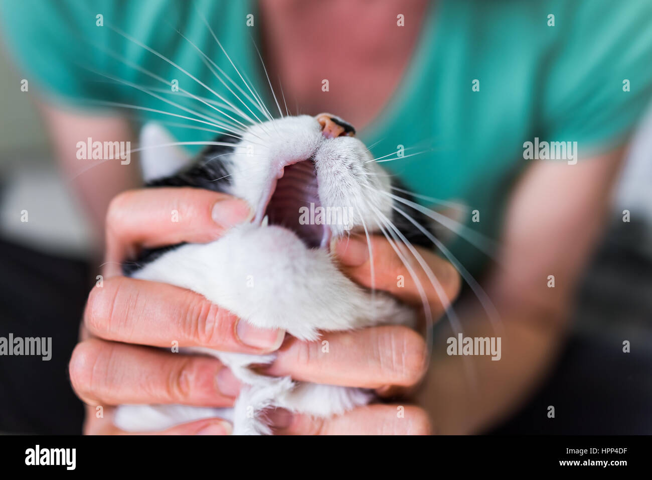 Womans hands opening cats mouth showing no teeth Stock Photo