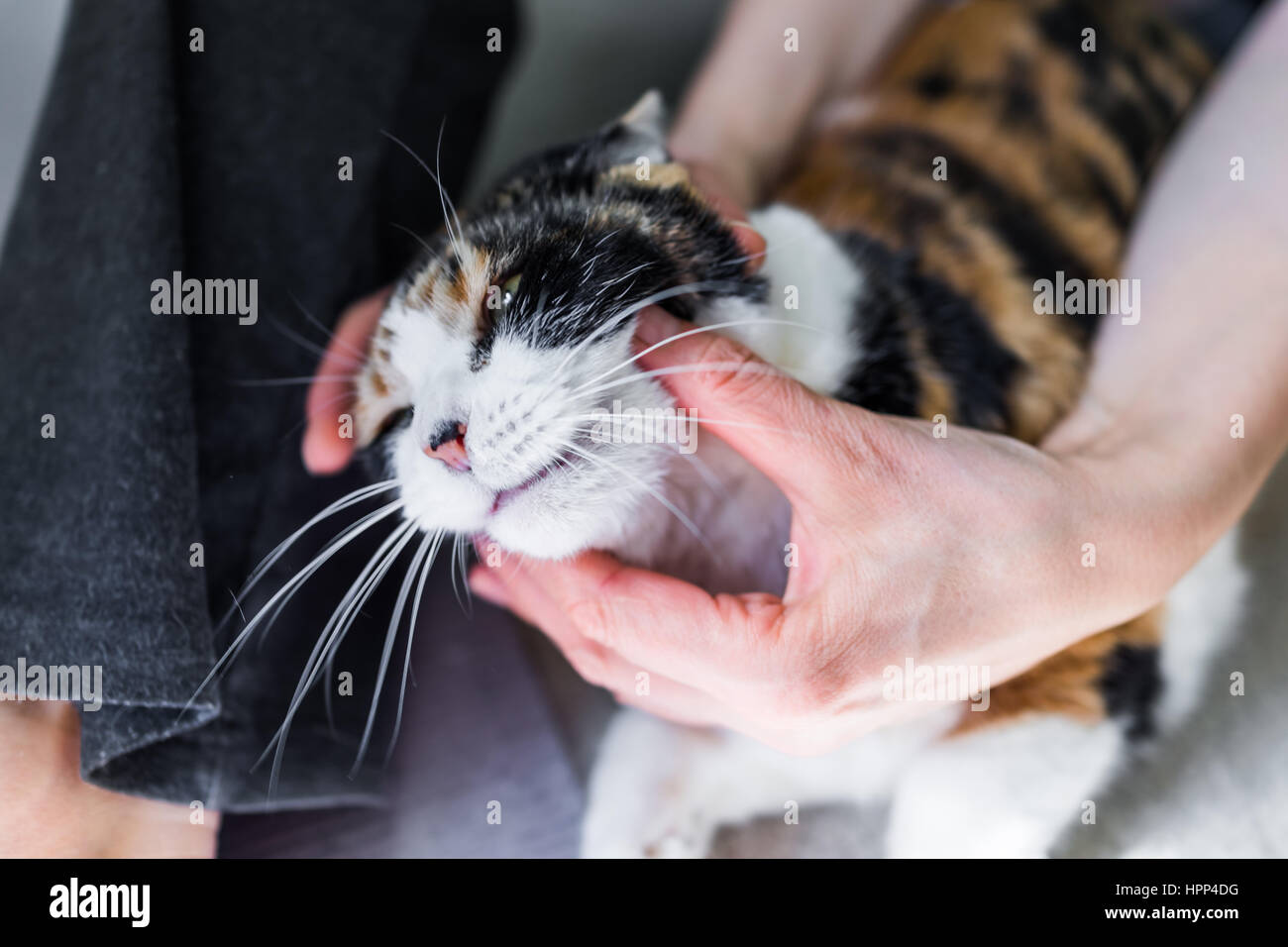 Womans trying to open cats mouth with hands Stock Photo Alamy
