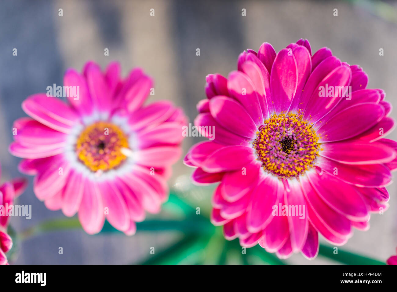 Two pink gerbera daisies hires stock photography and images Alamy