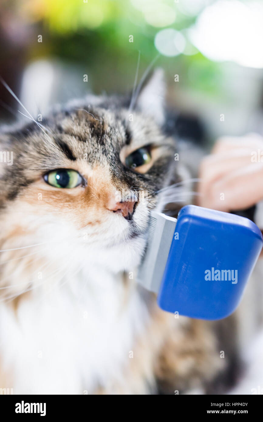 Grooming maine coon cat with tool for shedding hair Stock Photo Alamy