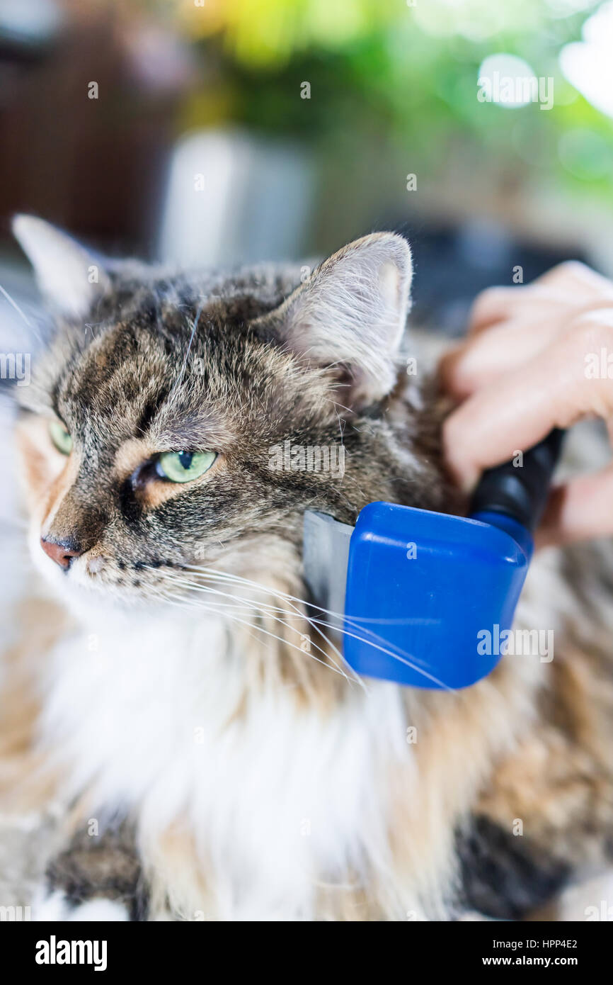 Grooming maine coon cat with tool for shedding hair Stock Photo Alamy