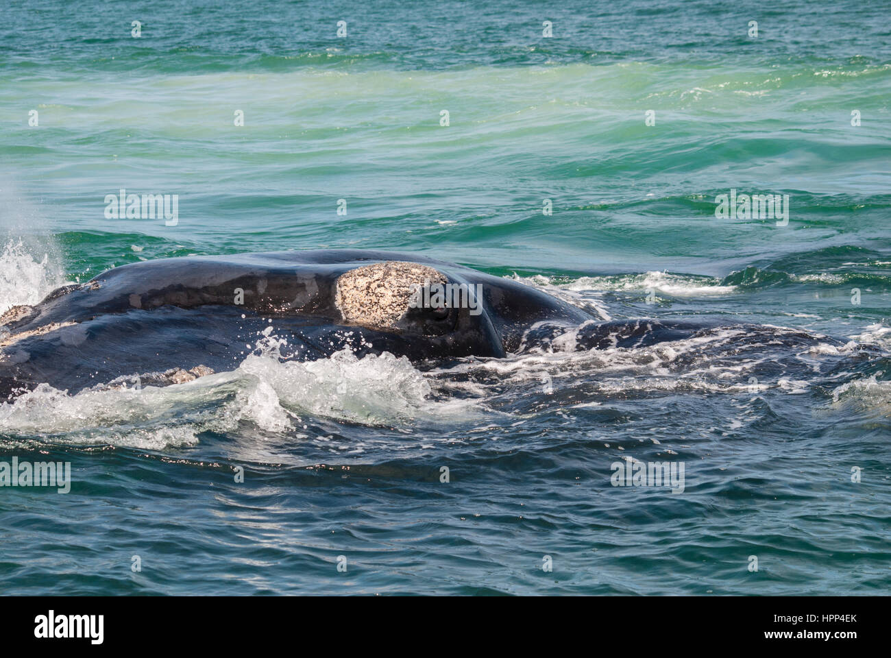 Whale Eye High Resolution Stock Photography and Images - Alamy