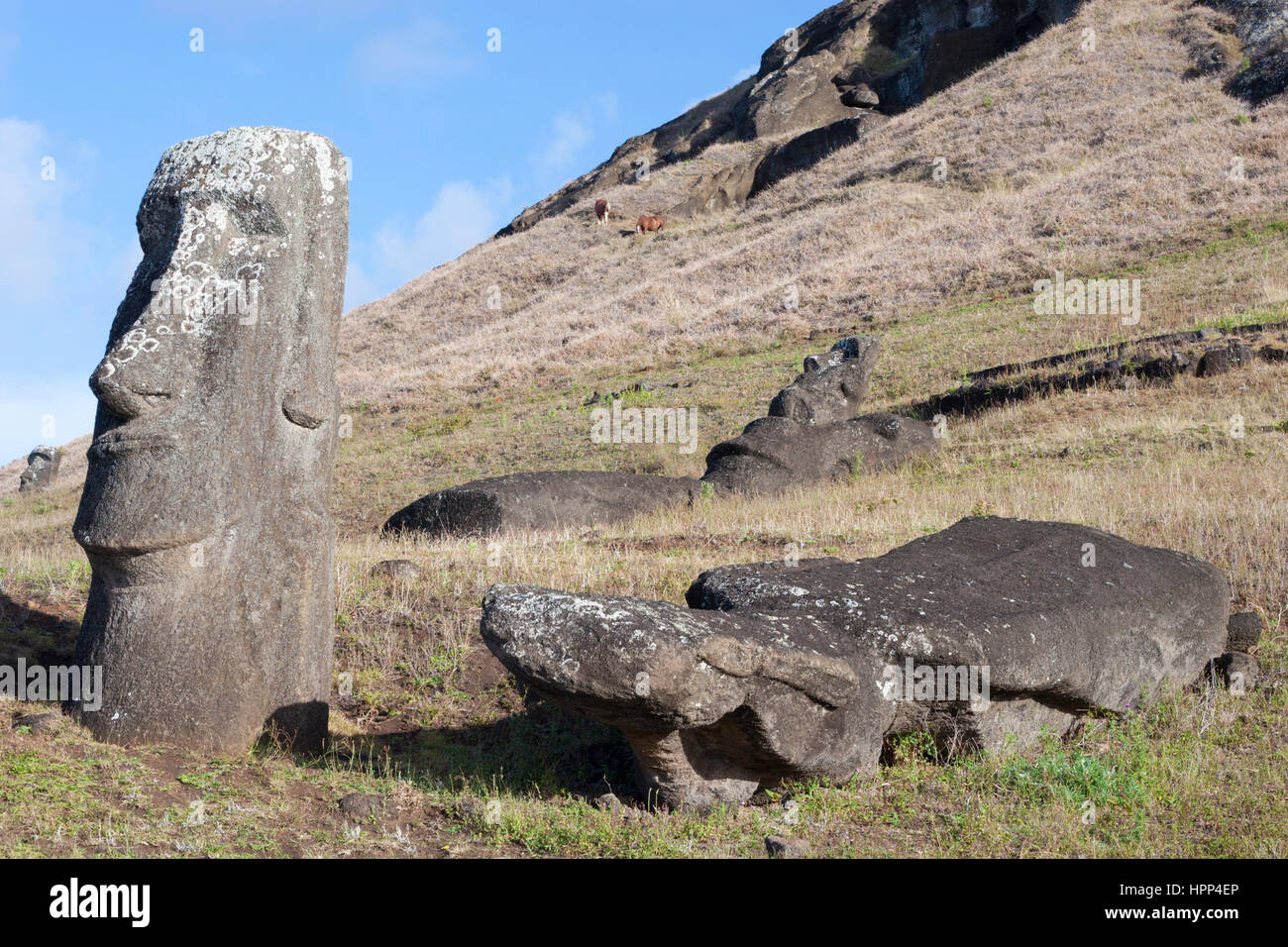 Standing and fallen moai in Rano Raraku moai quarry on Easter Island