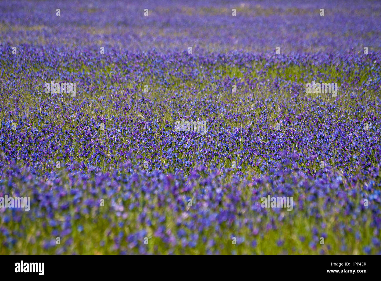 A field of Paterson's Curse, a purple flower, in a field in South Africa Stock Photo