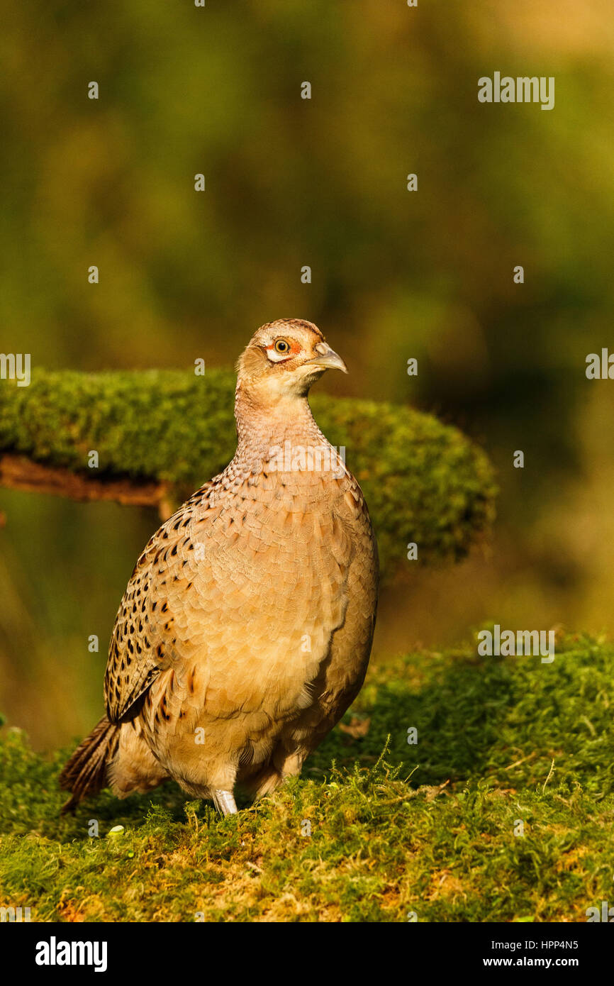 Common pheasant wood hi-res stock photography and images - Alamy