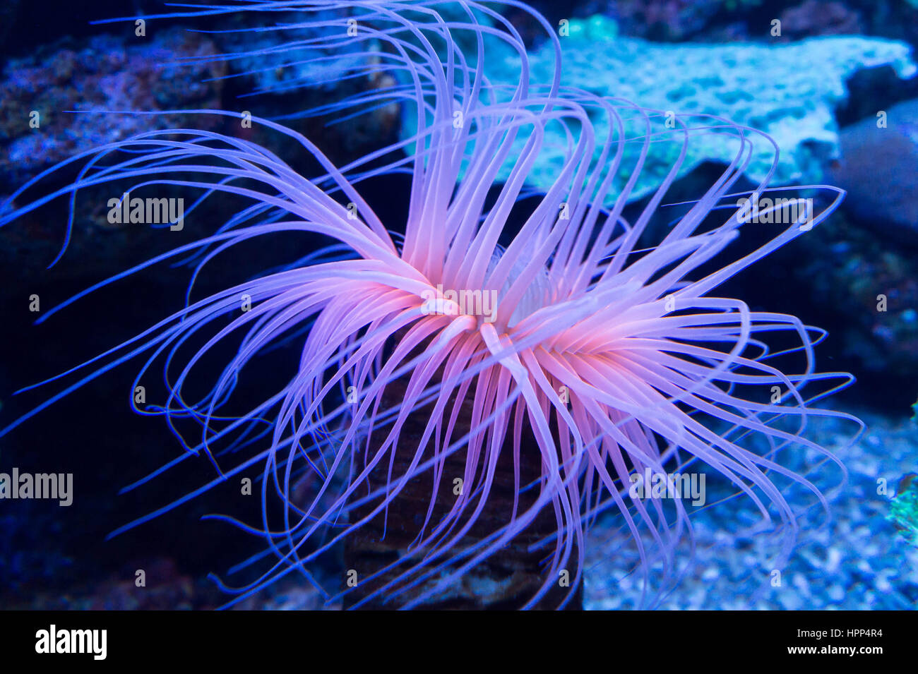 Pink sea anemone Stock Photo