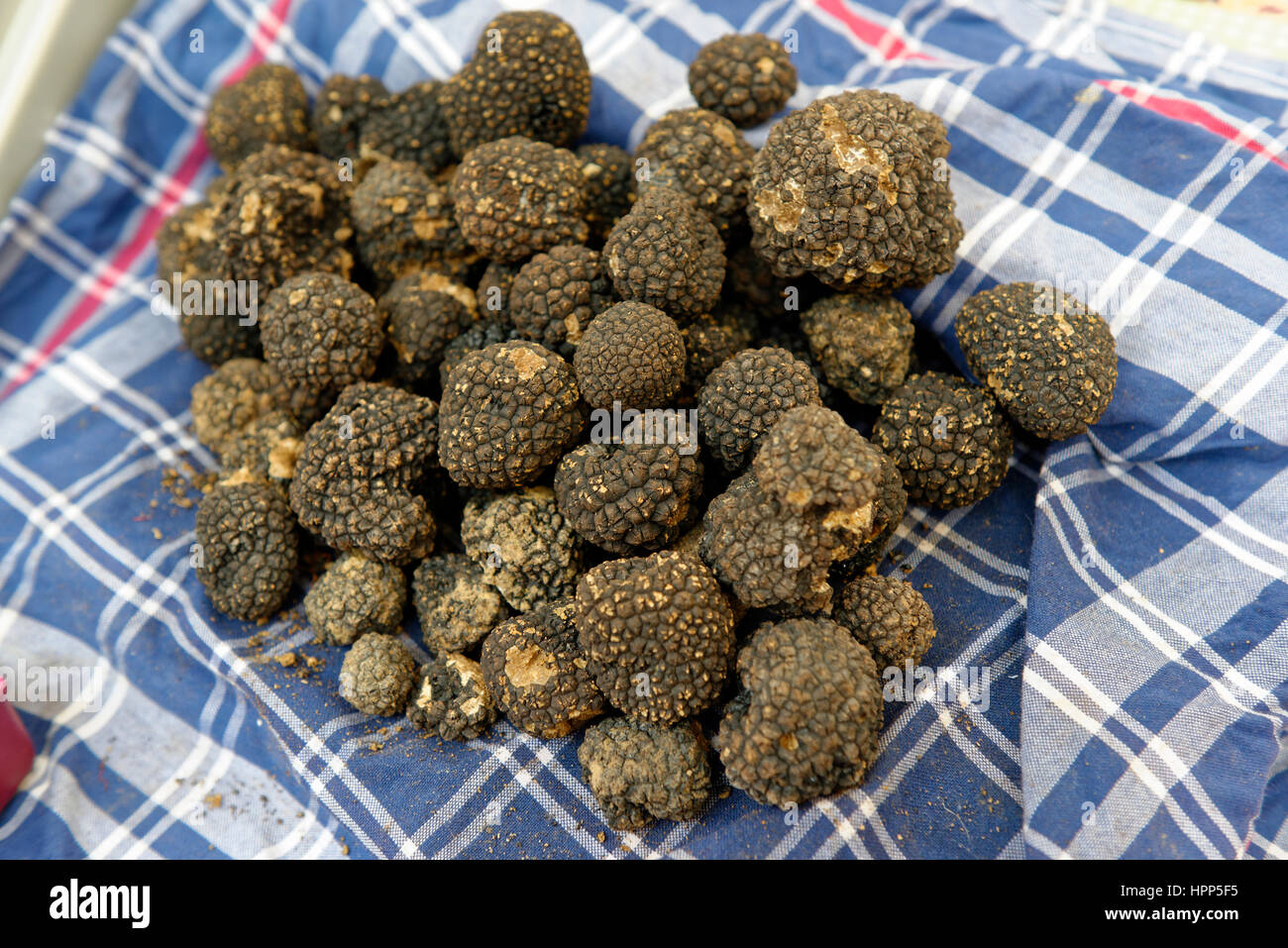 Black Truffle, Truffle Fair, Alba County, Piedmont, Italy Stock Photo