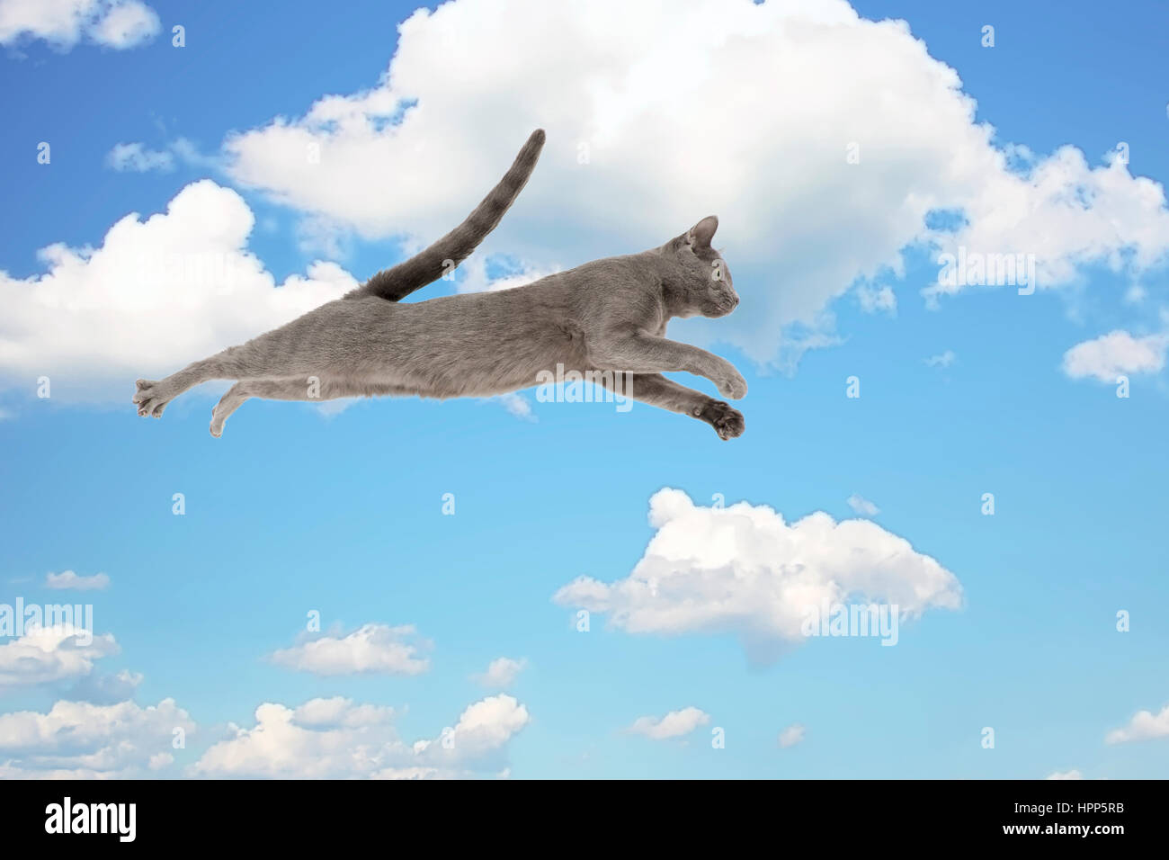 Cat flies through the air in front of clouded sky, Composing Stock Photo