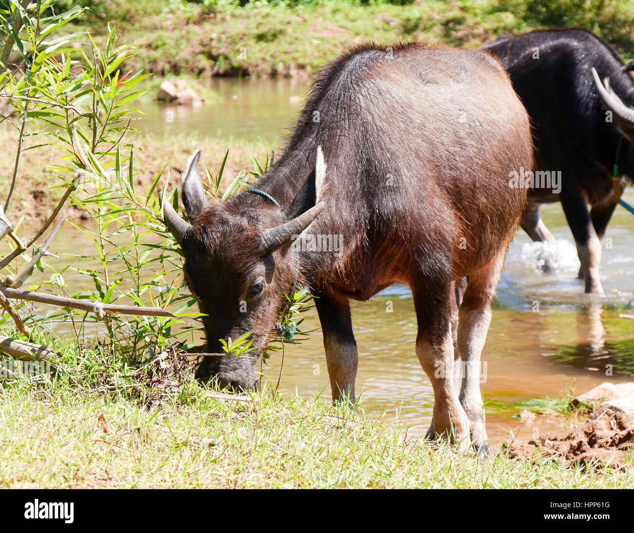 Water buffalo grazing grass on river side Stock Photo - Alamy