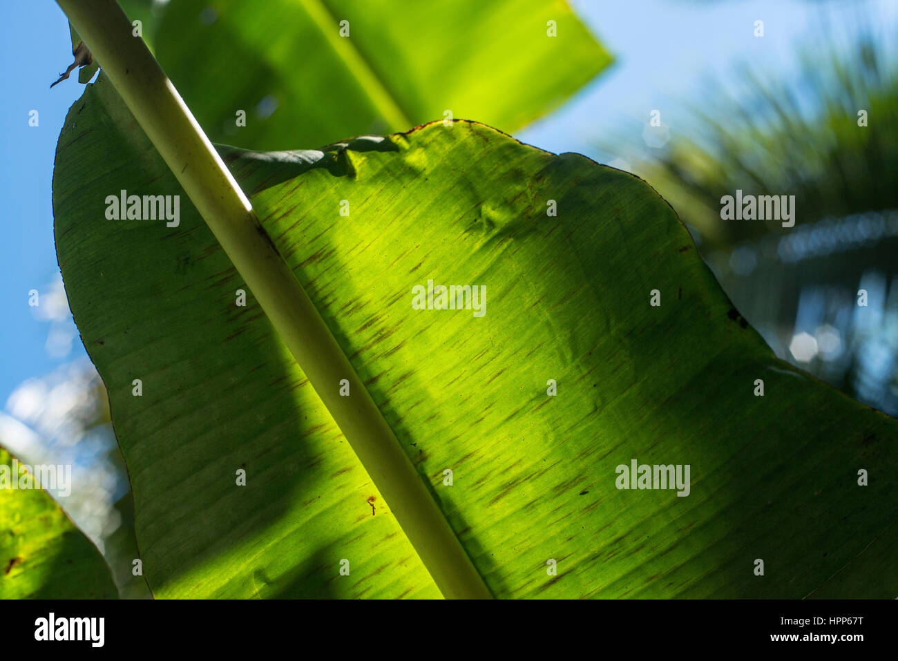 relaxing view over banana leaves Stock Photo