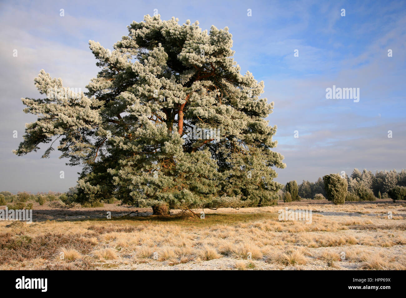 Pine tree covered with hoarfrost, Steingrund, Lueneburg Heath, Lower Saxony, Germany Stock Photo