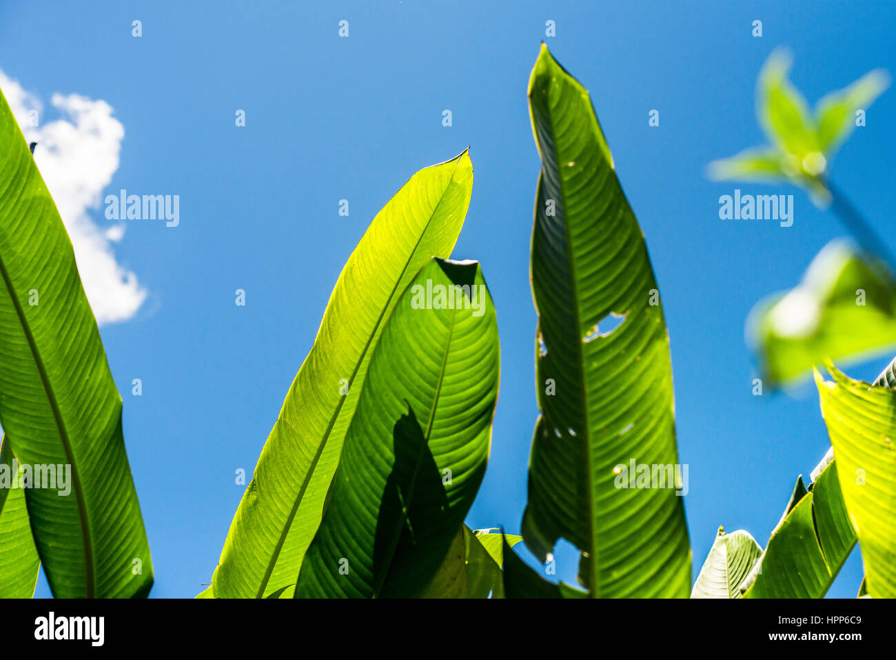 relaxing view over banana leaves Stock Photo
