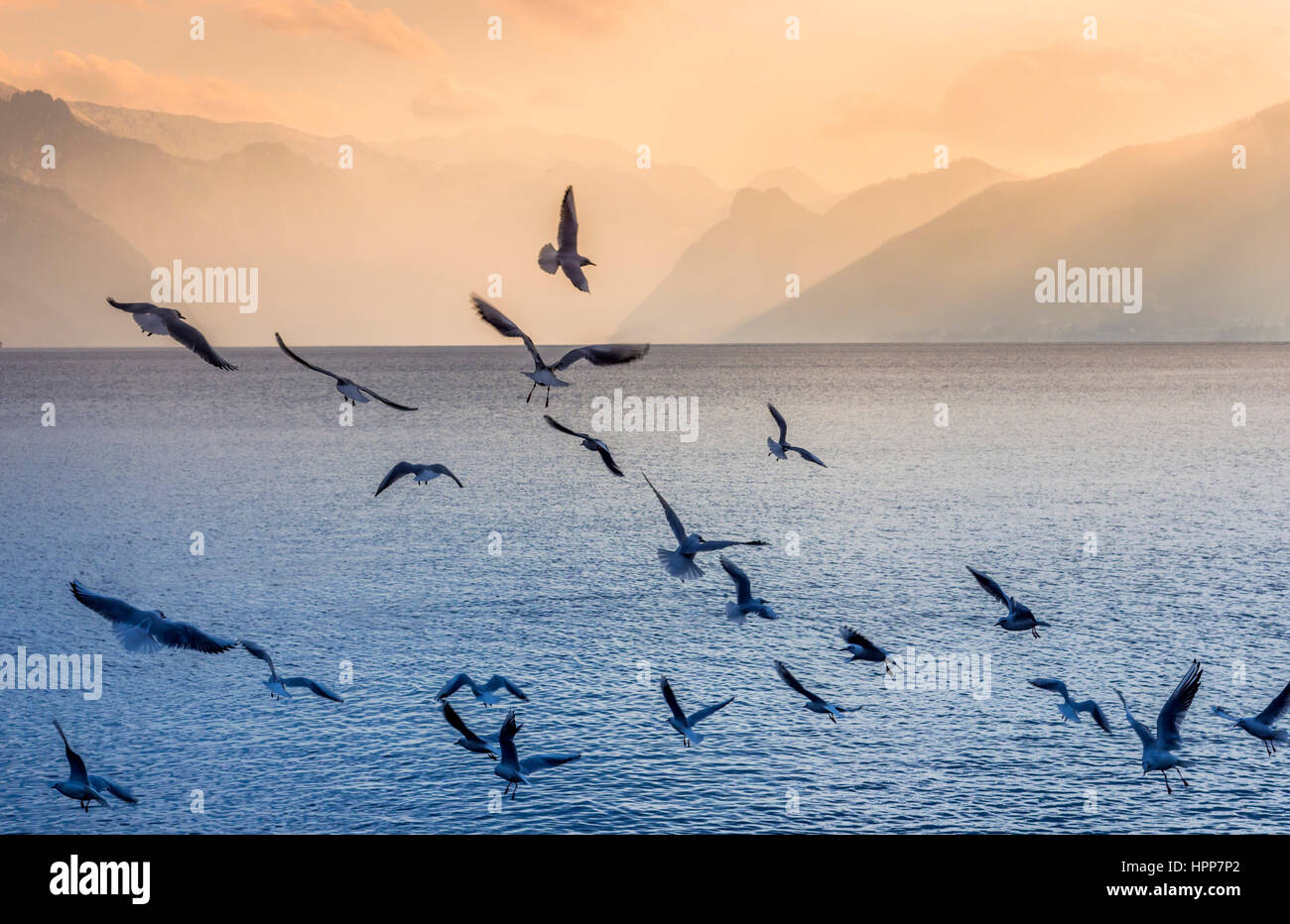 Austria, Salzkammergut, Gmunden, flock of birds at Traunsee Stock Photo
