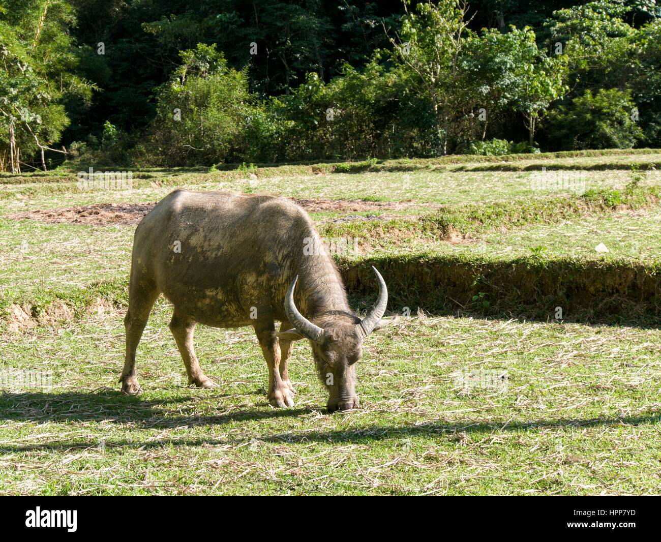 Water buffalo grazing on open grassland rice field Stock Photo - Alamy