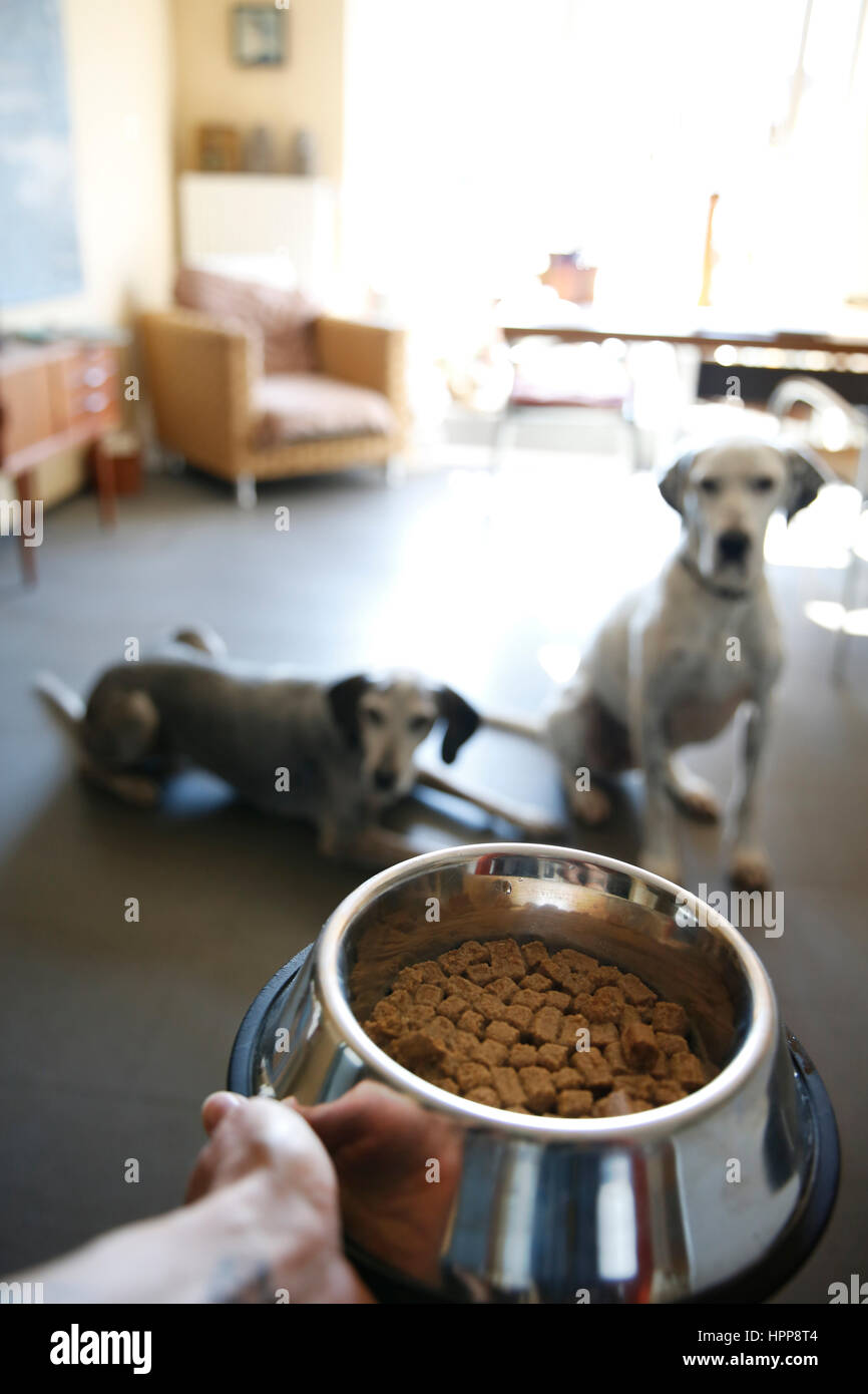 Dog carrying food bowl hires stock photography and images Alamy