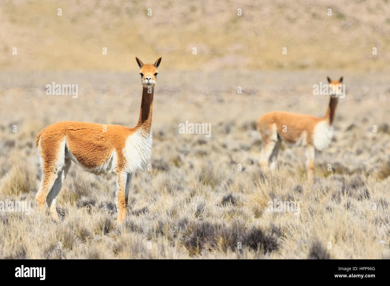 Peru, La Reserva Nacional Salinas y Aguada Blanca, vicunas Stock Photo ...