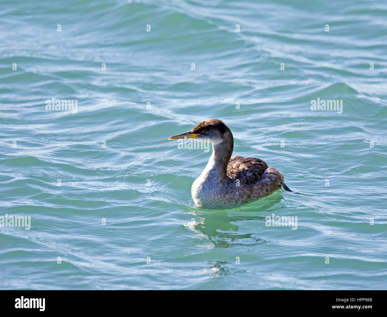 Red necked Grebe Stock Photo