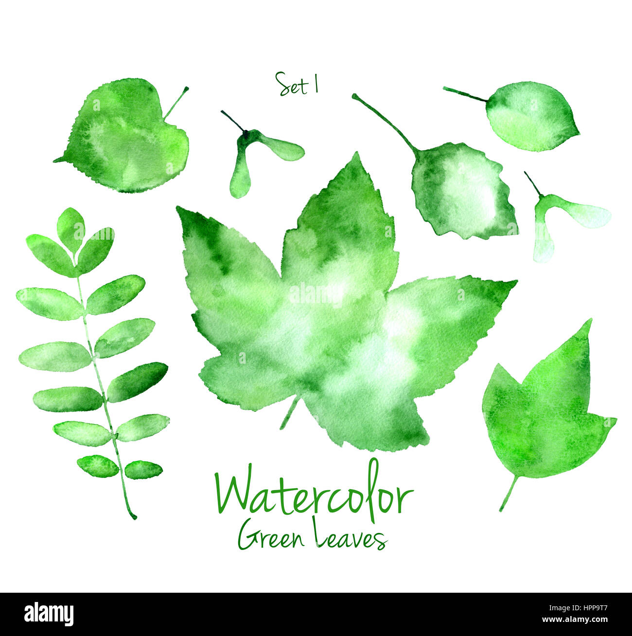 Collection of green summer watercolor leaves isolated on white background. Set 1 of maple, oak, rowan, basswood and linden tree leaves Stock Photo