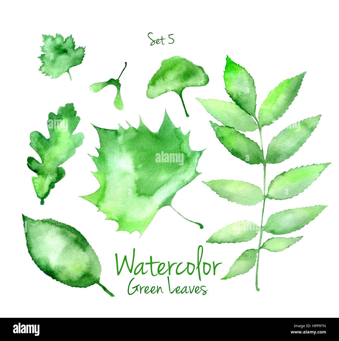 Collection of green summer watercolor leaves isolated on white background. Set of ash, ginkgo, oak and sycamore tree leaves Stock Photo