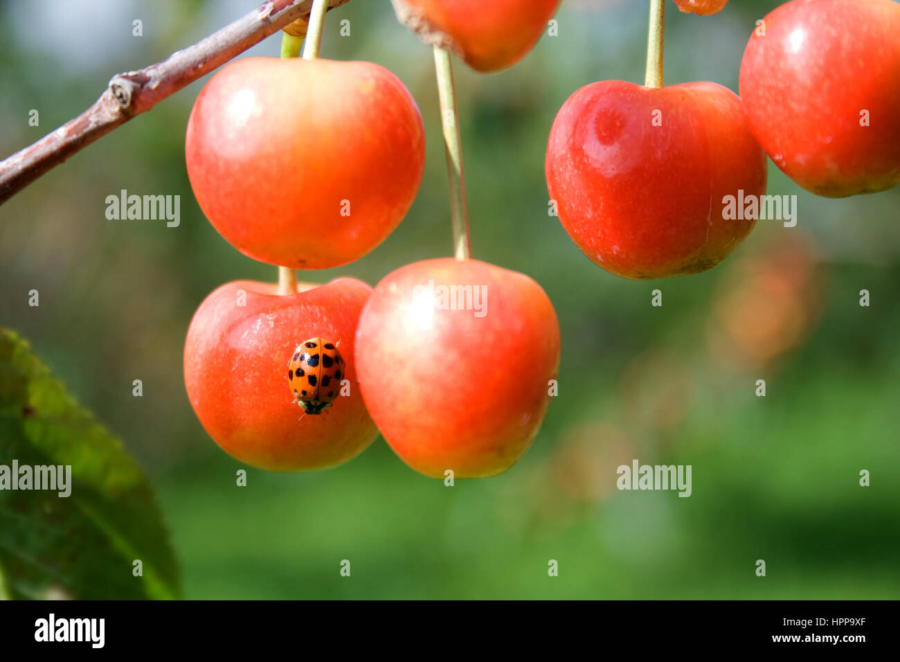 Ladybug on Traverse City Cherries Stock Photo